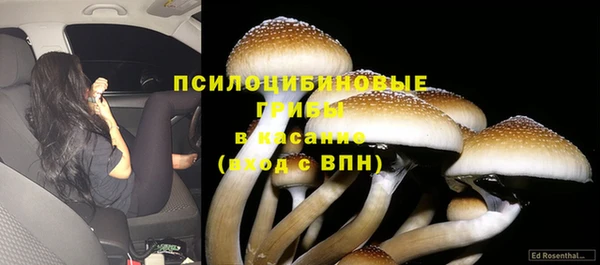 PSILOCYBIN Бородино